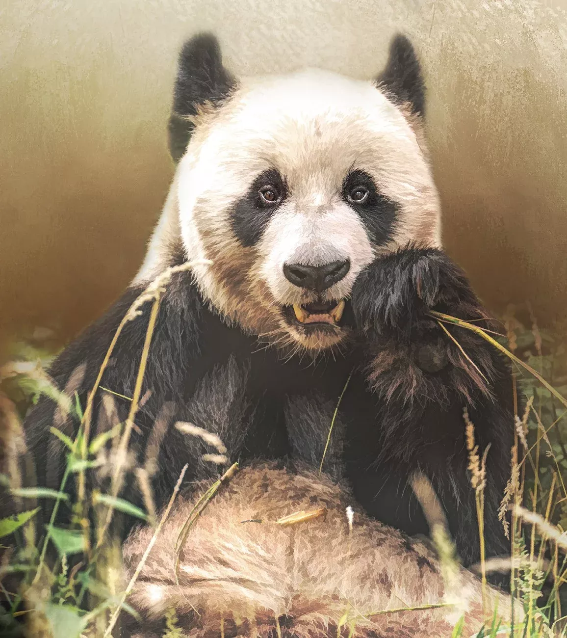 Giant Panda Bear 16.75x18.5in Panel