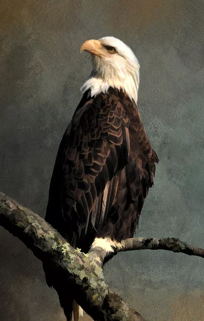 Regal Bald Eagle Panel 13.5in x 22.5in